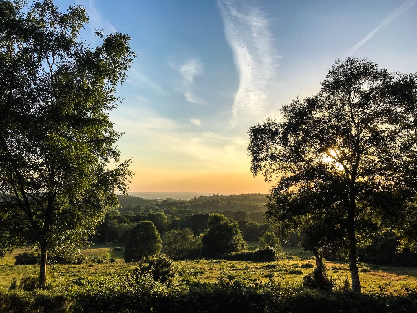 Campervan campsites in the New Forest