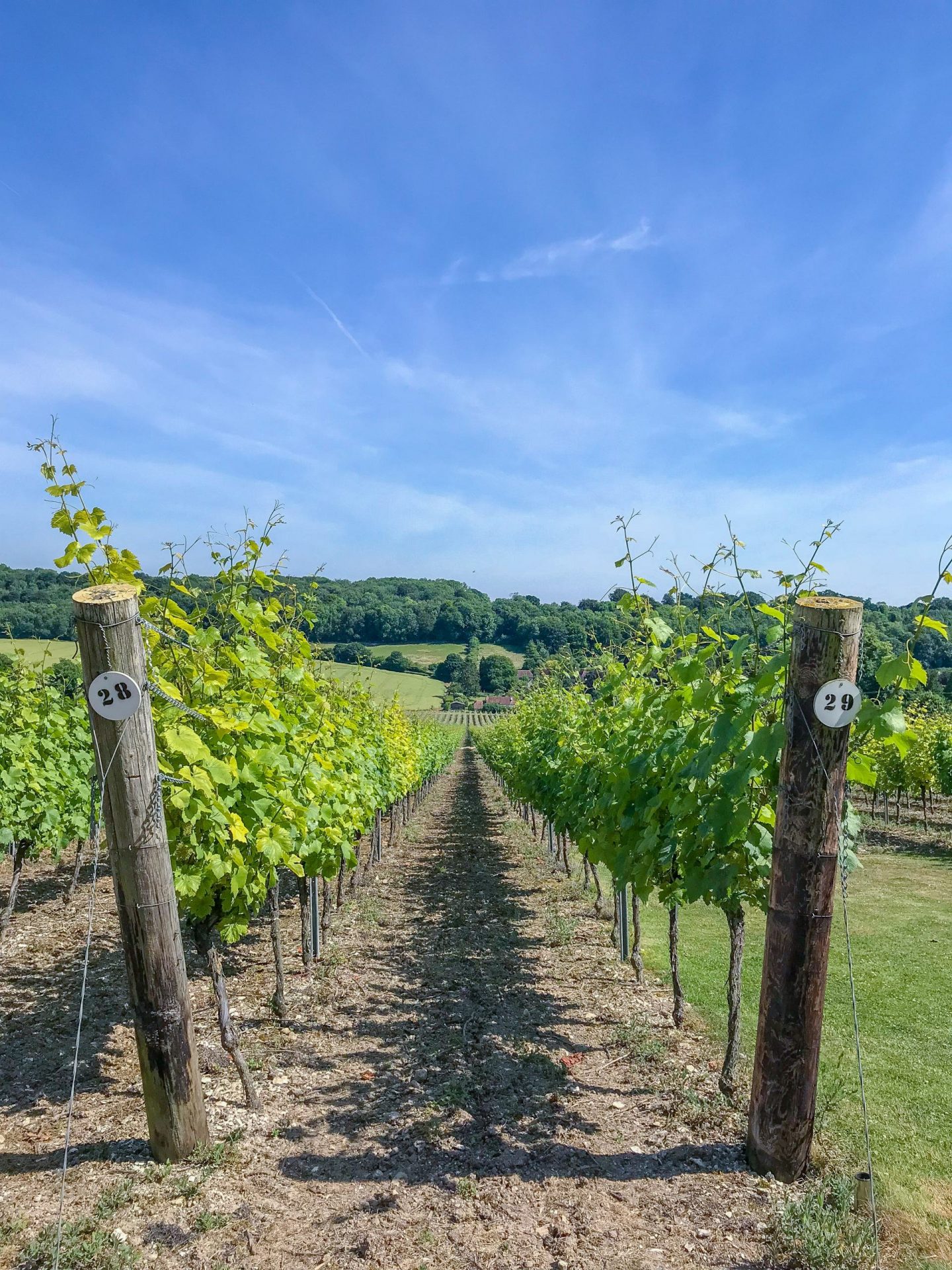 Hambledon Vineyard