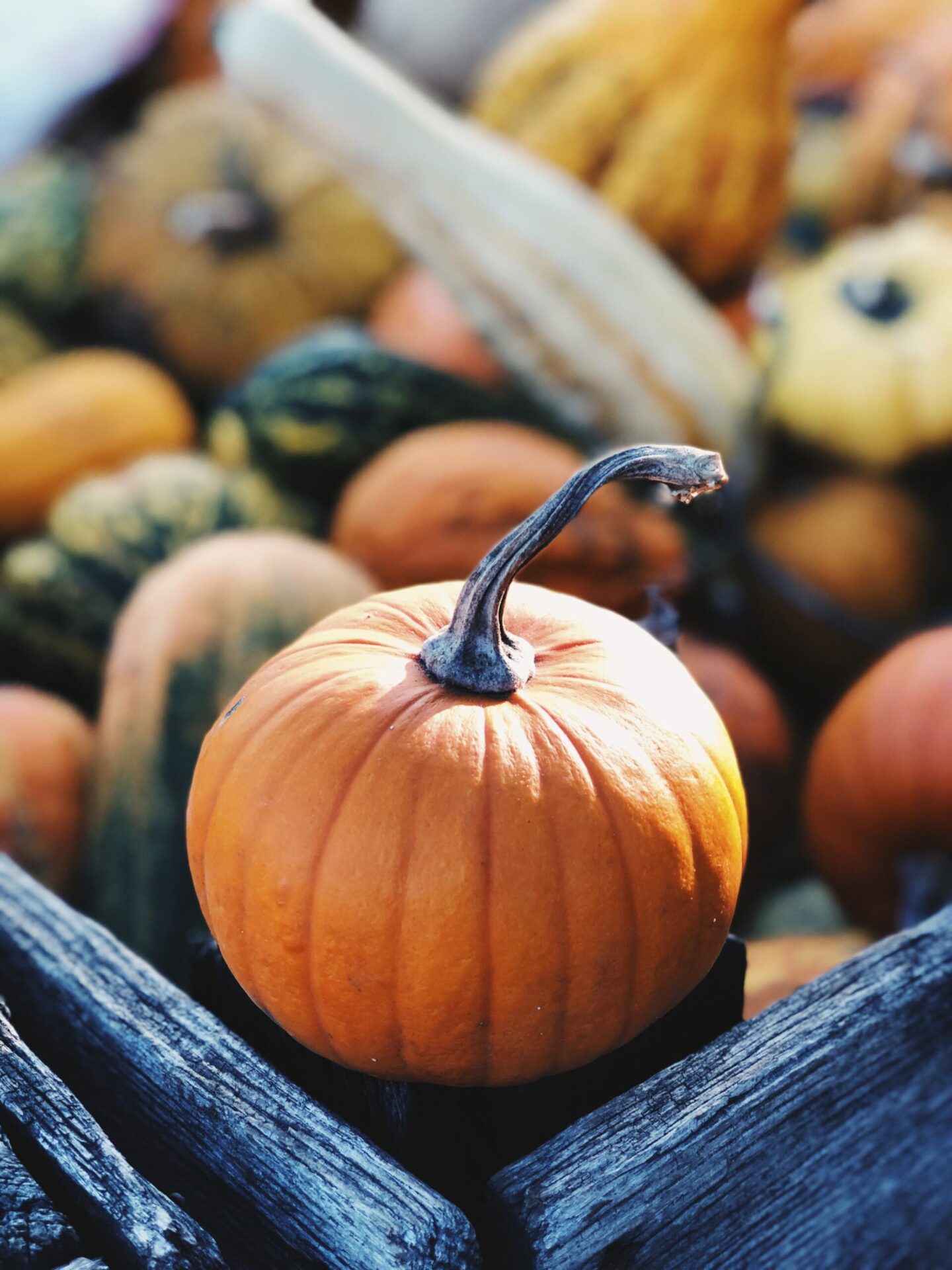 pumpkin picking in Hampshire