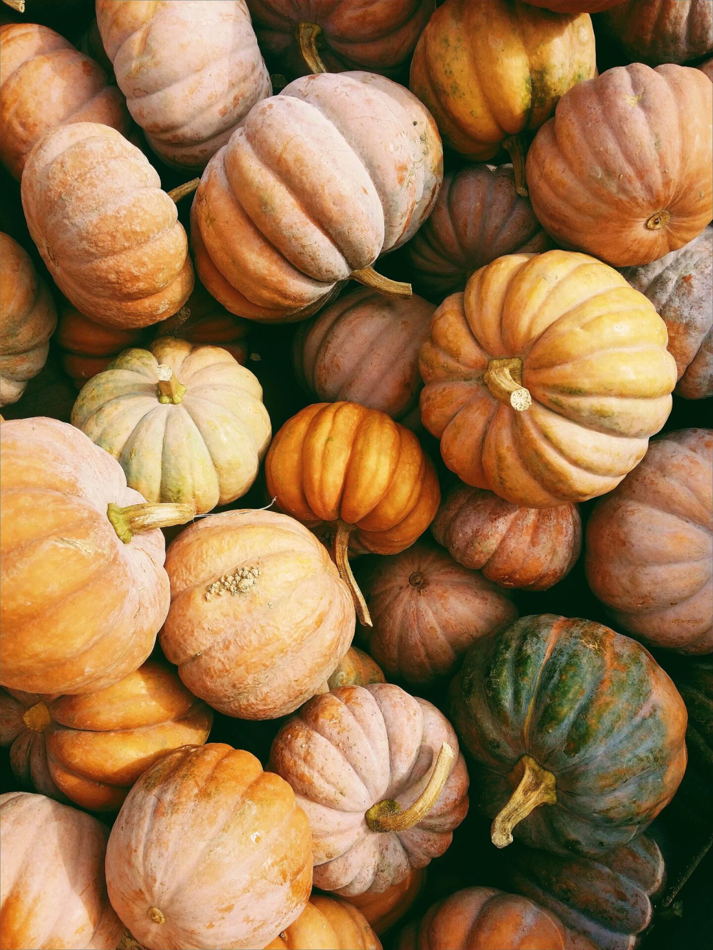 pumpkin picking in Hampshire
